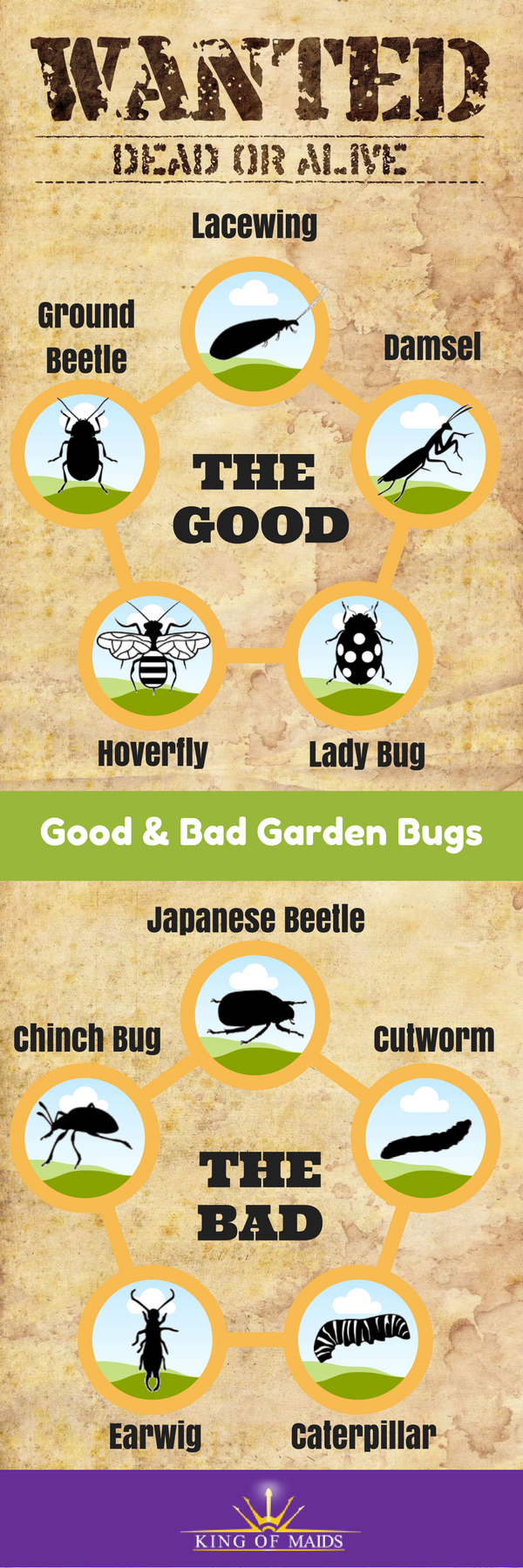 Bugs Wanted Dead Or Alive On Your Plants And In Your Garden